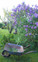 LA BROUETTE ET LE LILAS
