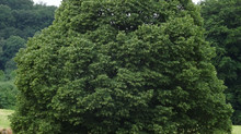 Petit lexique impertinent des noms d'arbres
